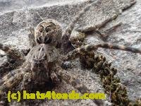 /home//u458753944/public_html/sourcegallery//////////////////Insects and small critters/spiders and kin (Arachnida)/P7251215.JPG